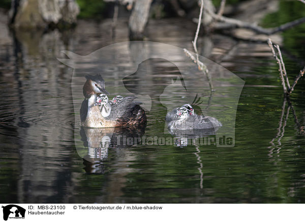 Haubentaucher / great crested grebe / MBS-23100