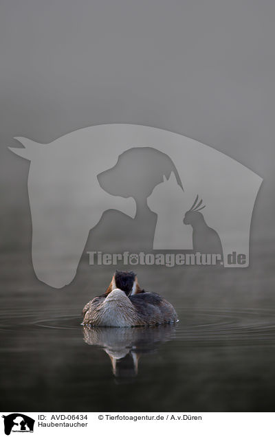 Haubentaucher / great crested grebe / AVD-06434