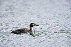 schwimmender Haubentaucher