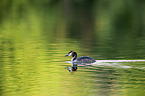 schwimmender Haubentaucher