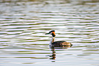 schwimmender Haubentaucher