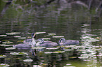 schwimmende Haubentaucher