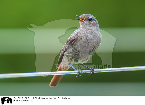 Hausrotschwanz / black redstart / FH-01805