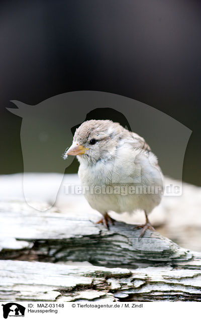 Haussperling / English sparrow / MAZ-03148