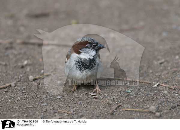 Haussperling / sparrow / THA-02899