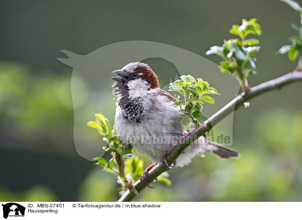Haussperling / house sparrow / MBS-07451