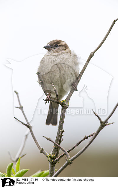 Haussperling / English house sparrow / MBS-17186