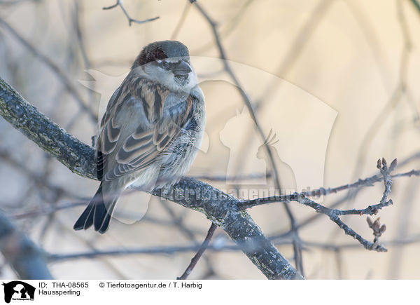 Haussperling / English house sparrow / THA-08565