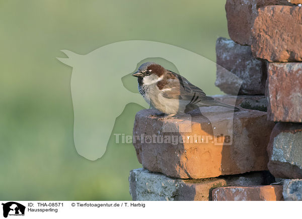 Haussperling / English house sparrow / THA-08571