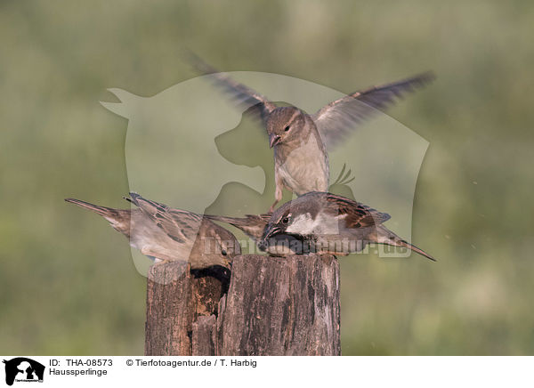 Haussperlinge / English house sparrows / THA-08573