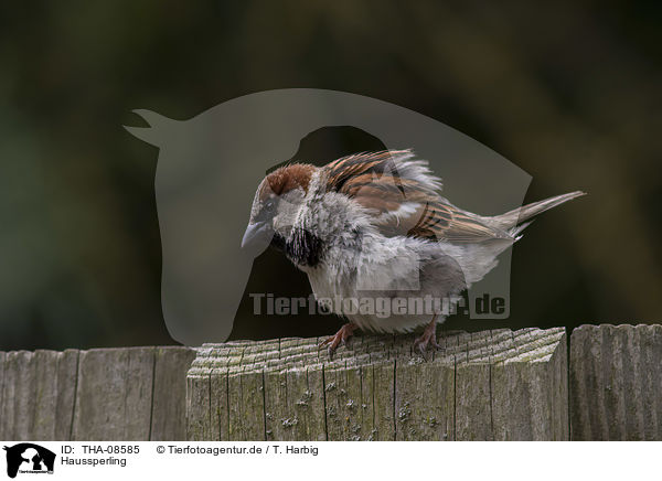 Haussperling / English house sparrow / THA-08585