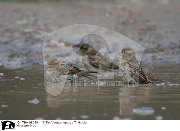 Haussperlinge / English house sparrows / THA-08619