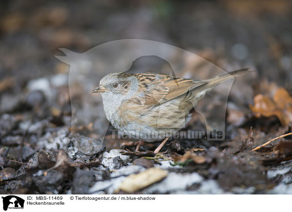 Heckenbraunelle / dunnock / MBS-11469