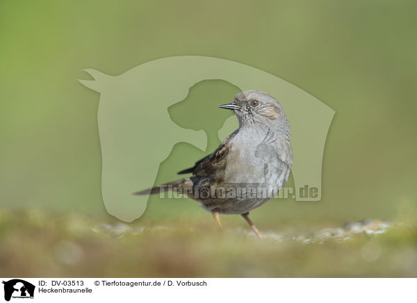 Heckenbraunelle / dunnock / DV-03513