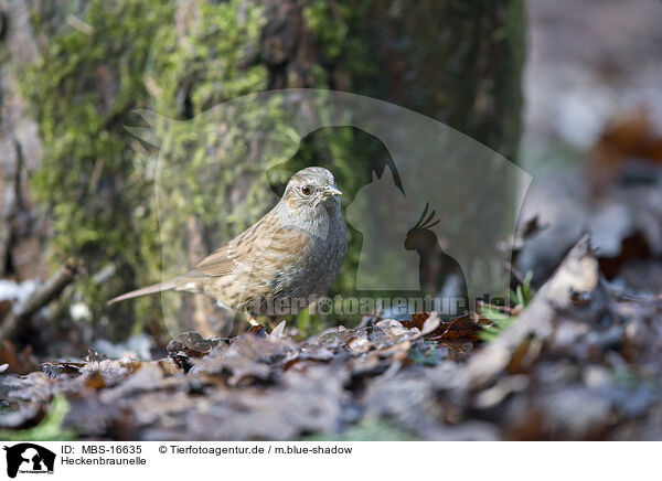 Heckenbraunelle / dunnock / MBS-16635