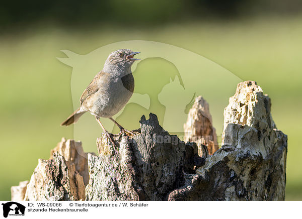 sitzende Heckenbraunelle / sitting Dunnock / WS-09066