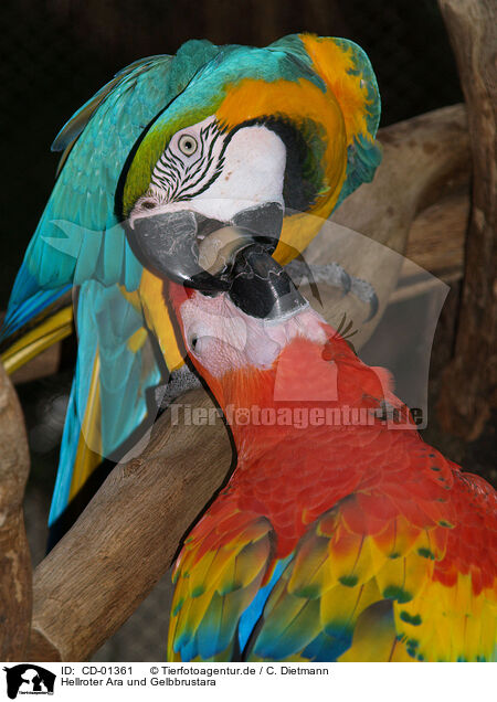 Hellroter Ara und Gelbbrustara / macaw and yellow macaw / CD-01361