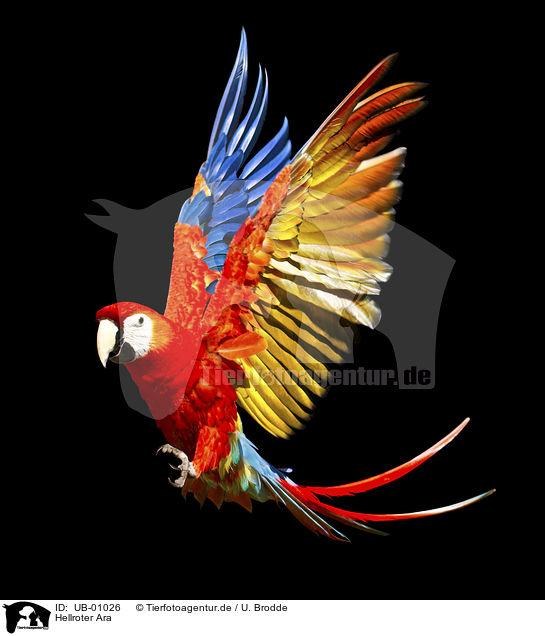 Hellroter Ara / scarlet macaw / UB-01026