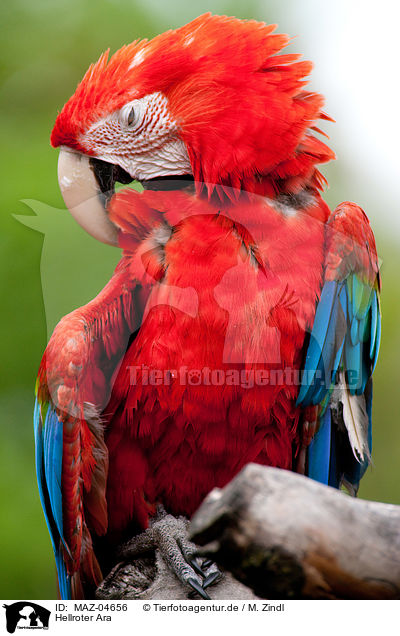 Hellroter Ara / scarlet macaw / MAZ-04656