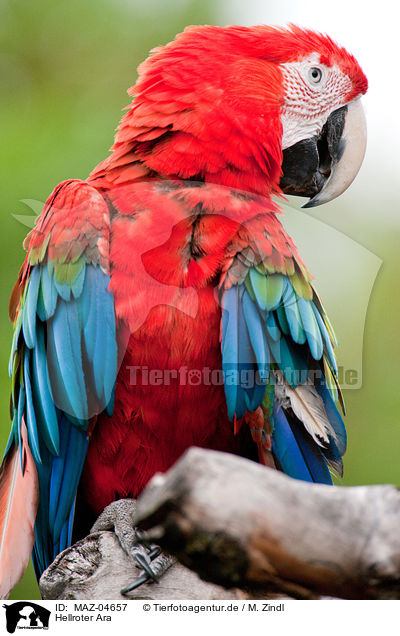Hellroter Ara / scarlet macaw / MAZ-04657