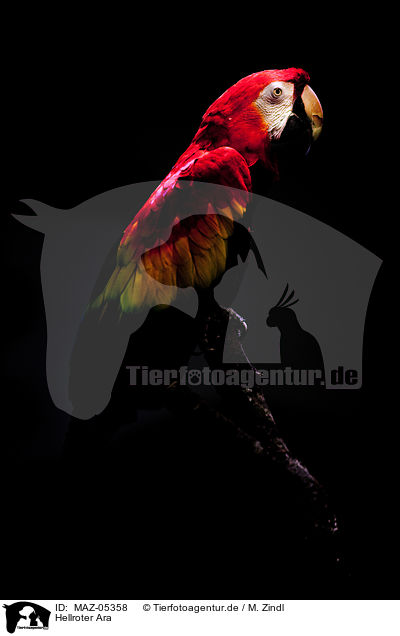 Hellroter Ara / Scarlet Macaw / MAZ-05358