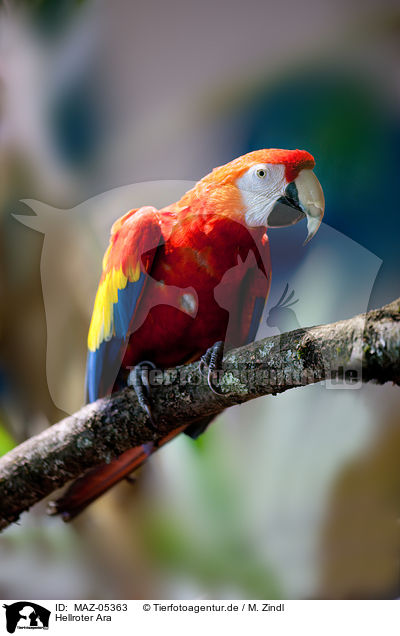 Hellroter Ara / Scarlet Macaw / MAZ-05363