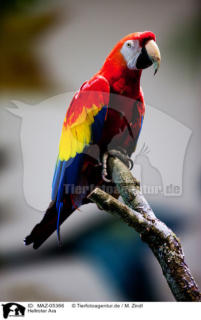 Hellroter Ara / Scarlet Macaw / MAZ-05366