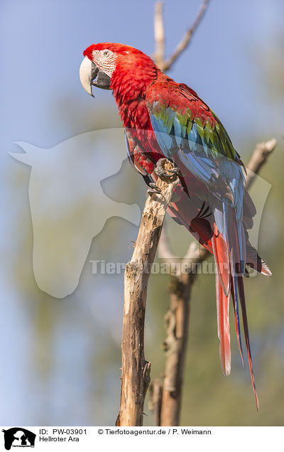 Hellroter Ara / scarlet macaw / PW-03901