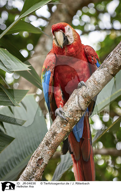 Hellroter Ara / Scarlet Macaw / JR-04636