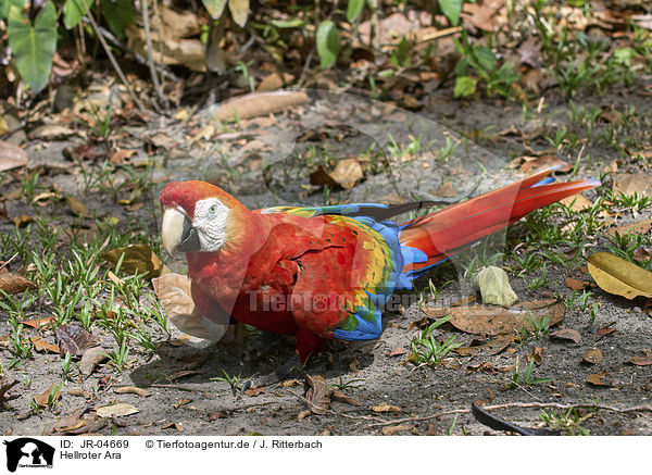 Hellroter Ara / Scarlet Macaw / JR-04669