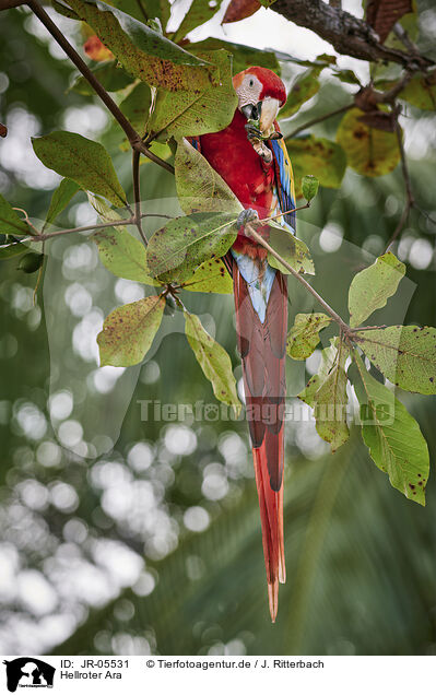 Hellroter Ara / scarlet macaw / JR-05531