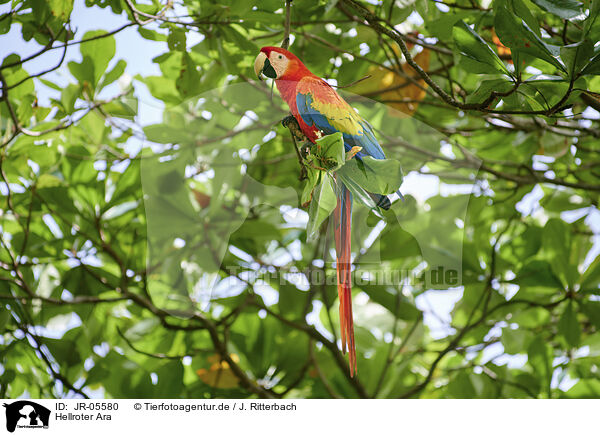 Hellroter Ara / scarlet macaw / JR-05580
