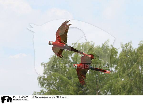 Hellrote Aras / scarlet macaws / HL-03087