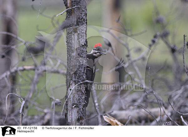 Helmspecht / Pileated Woodpecker / FF-12158