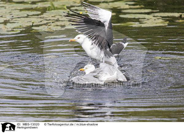 Heringsmwen / lesser black-backed gulls / MBS-13020