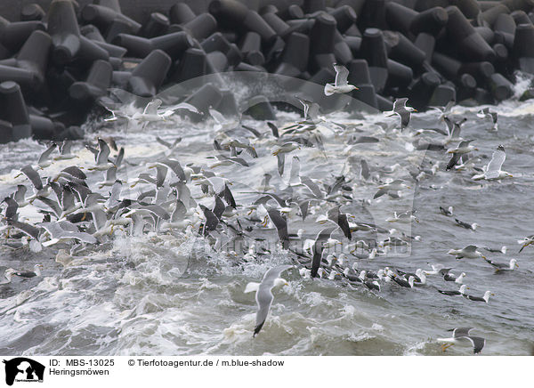 Heringsmwen / lesser black-backed gulls / MBS-13025