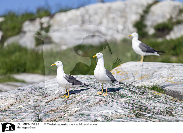 Heringsmwen / lesser black-backed gulls / MBS-13898