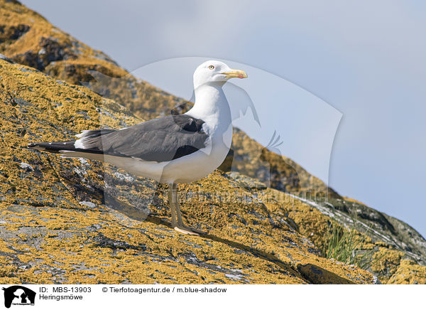 Heringsmwe / lesser black-backed gull / MBS-13903