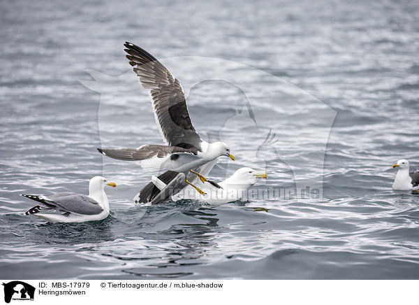 Heringsmwen / lesser black-backed gulls / MBS-17979