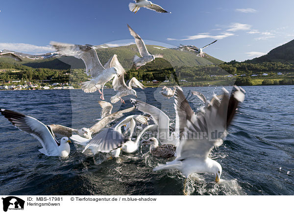 Heringsmwen / lesser black-backed gulls / MBS-17981