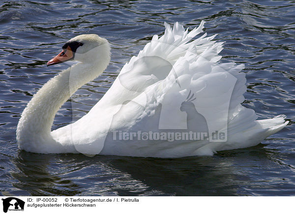 aufgeplusterter Hckerschwan / mute swan / IP-00052