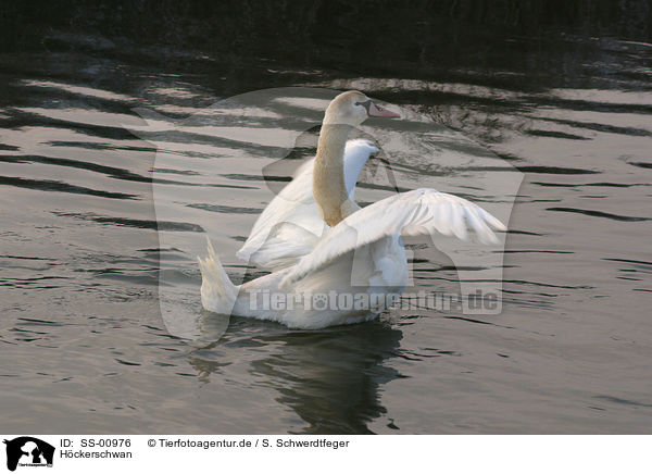 Hckerschwan / mute swan / SS-00976