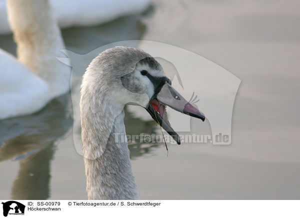 Hckerschwan / mute swan / SS-00979