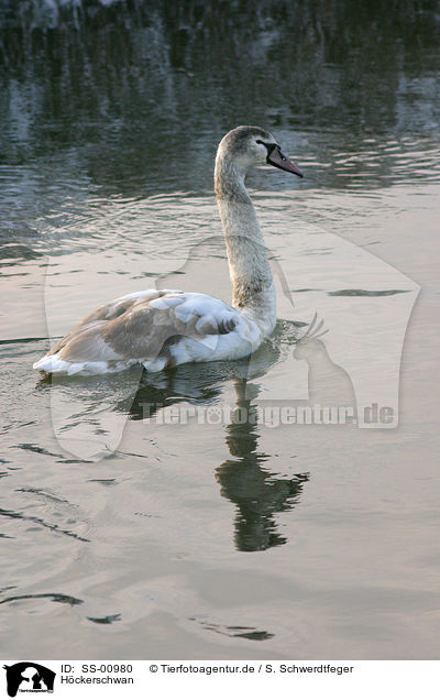 Hckerschwan / mute swan / SS-00980