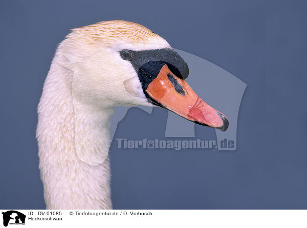 Hckerschwan / swan / DV-01085