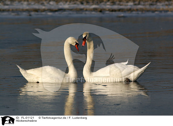 Hckerschwne / mute swans / FL-01121