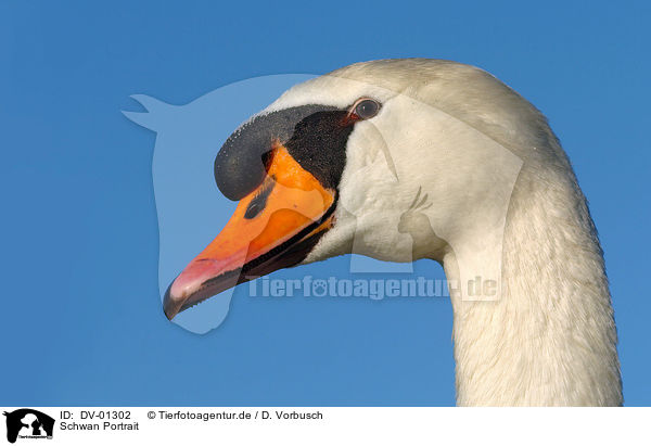 Schwan Portrait / swan / DV-01302