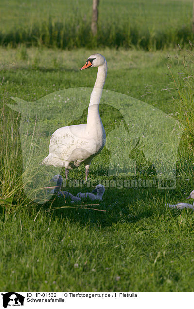 Schwanenfamilie / swan family / IP-01532