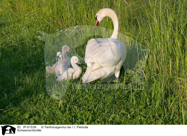 Schwanenfamilie / swan family / IP-01536