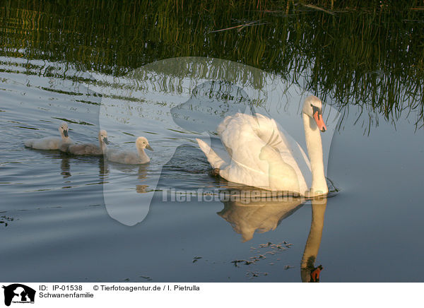 Schwanenfamilie / swan family / IP-01538